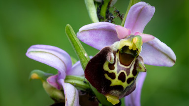 Macro