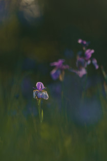 Macro