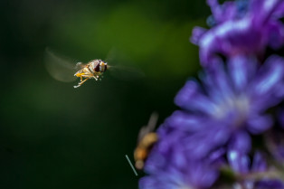 Macro