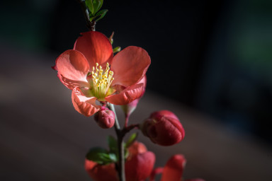 Macro